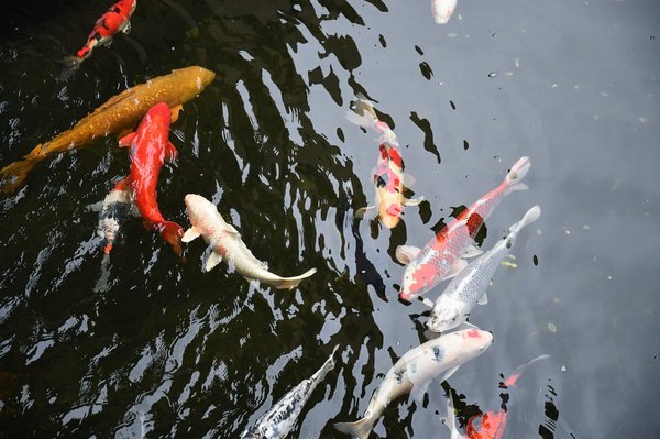 Où découvrir l'art du feng shui à Hong Kong grâce à des experts locaux ?
