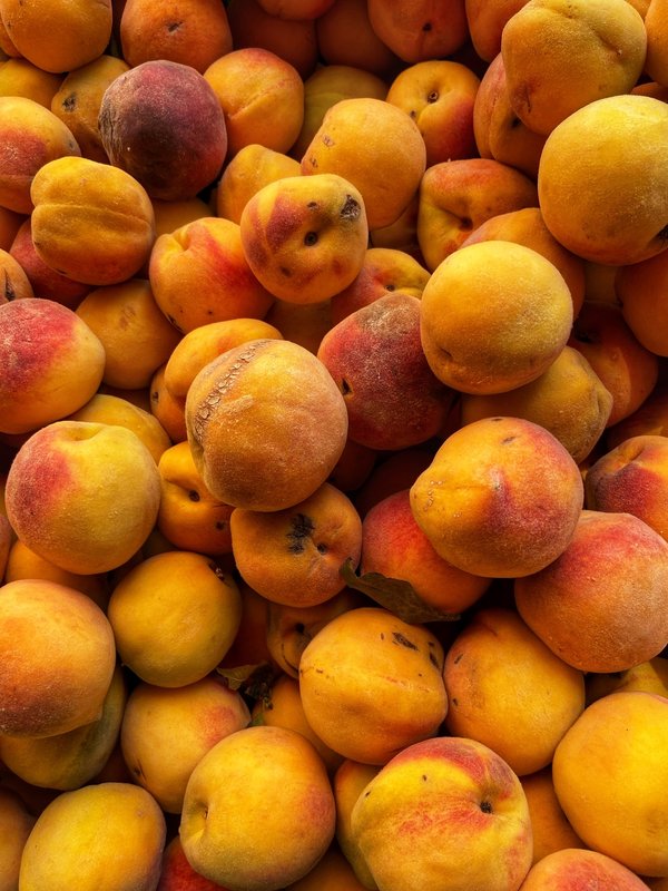 Quelles sont les meilleures expériences de pêche au gros respectueuses de l'environnement aux Maldives ?